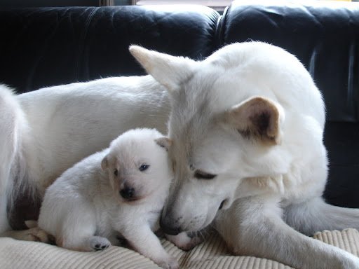 Newborn White German Shepherd Puppy with mother