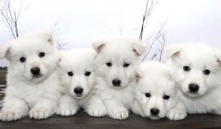 Newborn White German Shepherd Puppies