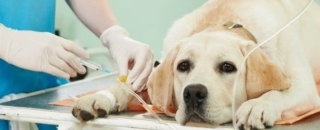 Hemangiosarcoma in dogs treatment