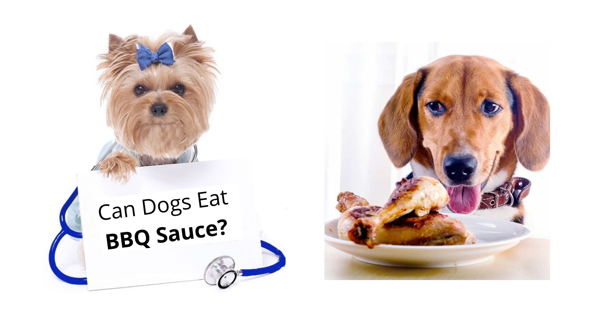 Dogs Eat Barbecue Sauce