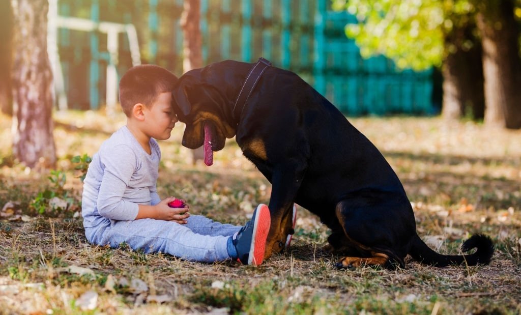 Rottweiler Barking