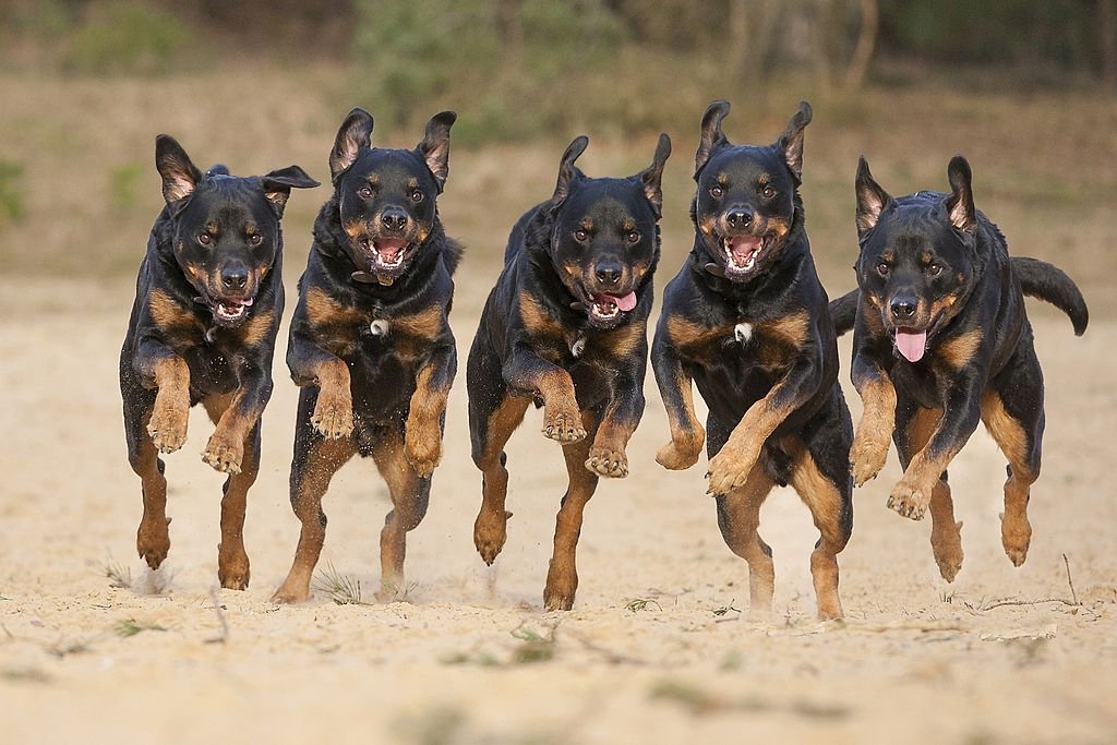 Rottweiler Barking
