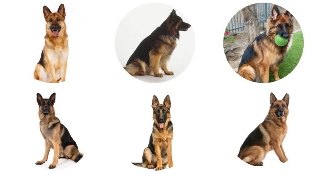 German Shepherd Sitting Postures