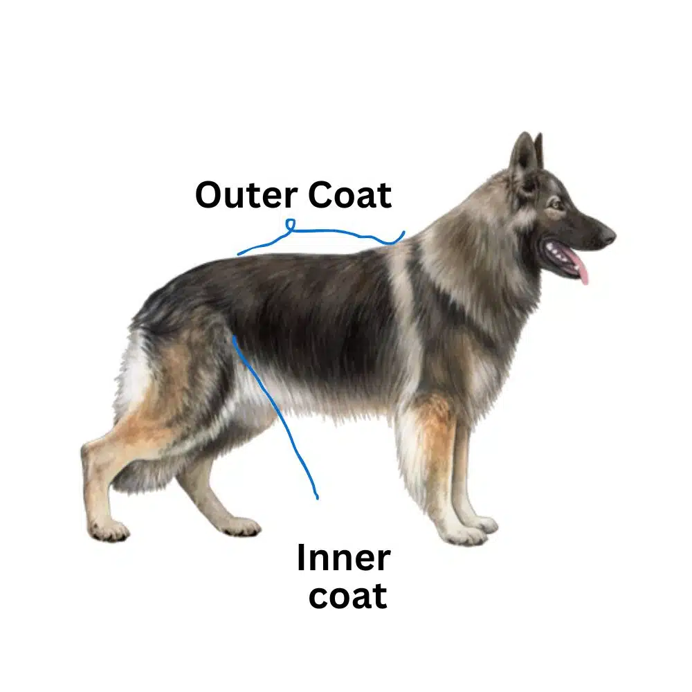 Plush Coat German Shepherd