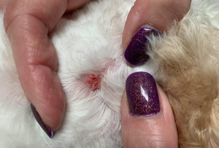 why-does-my-dog-have-warts-and-home-remedies-to-get-rid-of-them