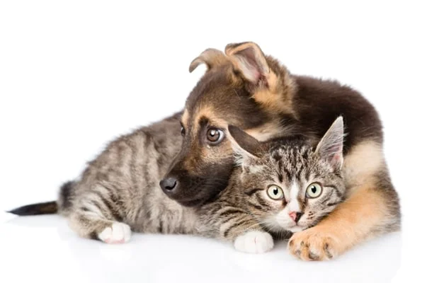 Are German shepherds good with cats?