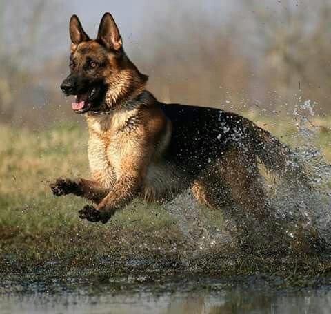 German shepherds like Water