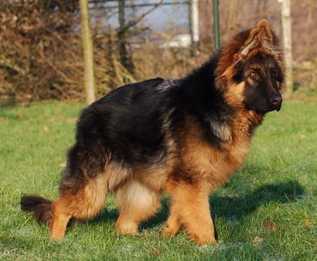 Plush Coat German Shepherd