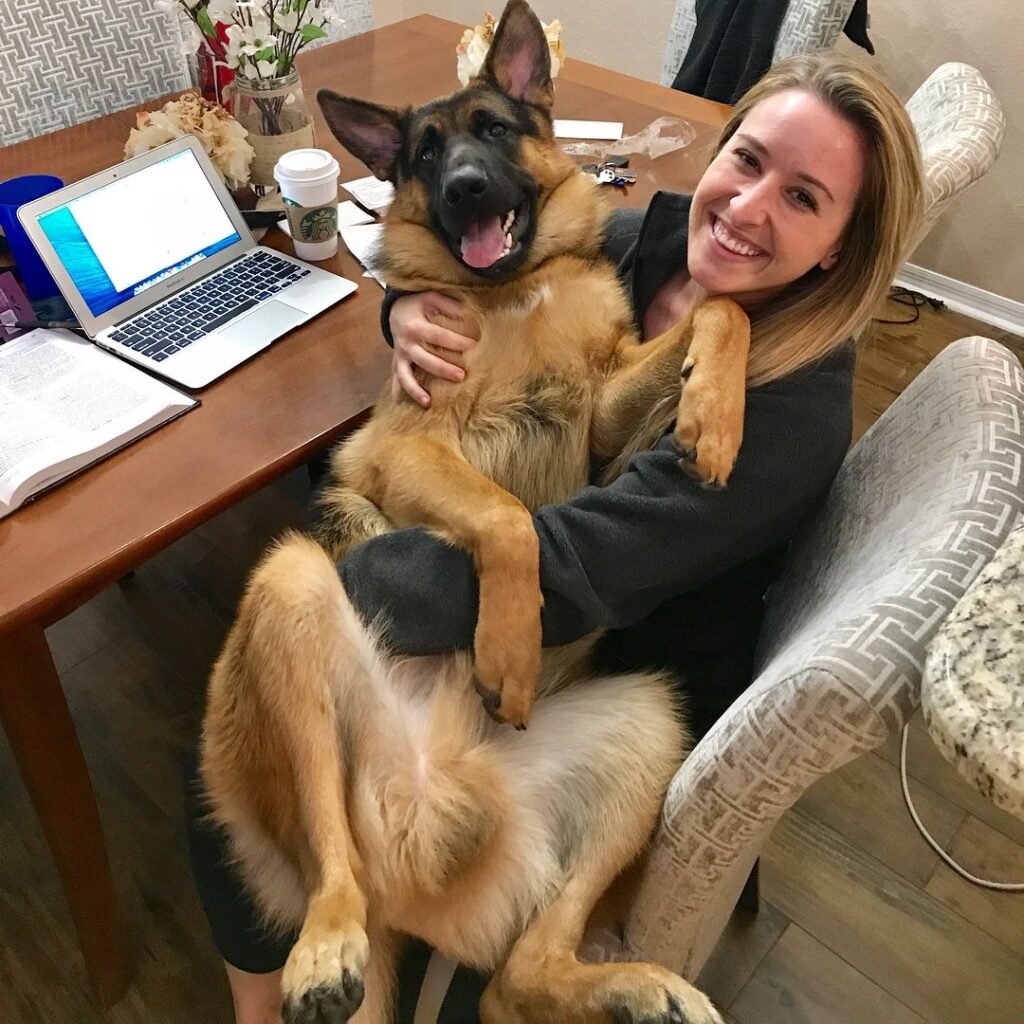 German Shepherd Sitting