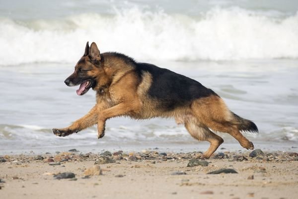 German shepherds like Water