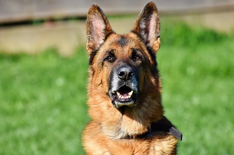 German shepherd Barking