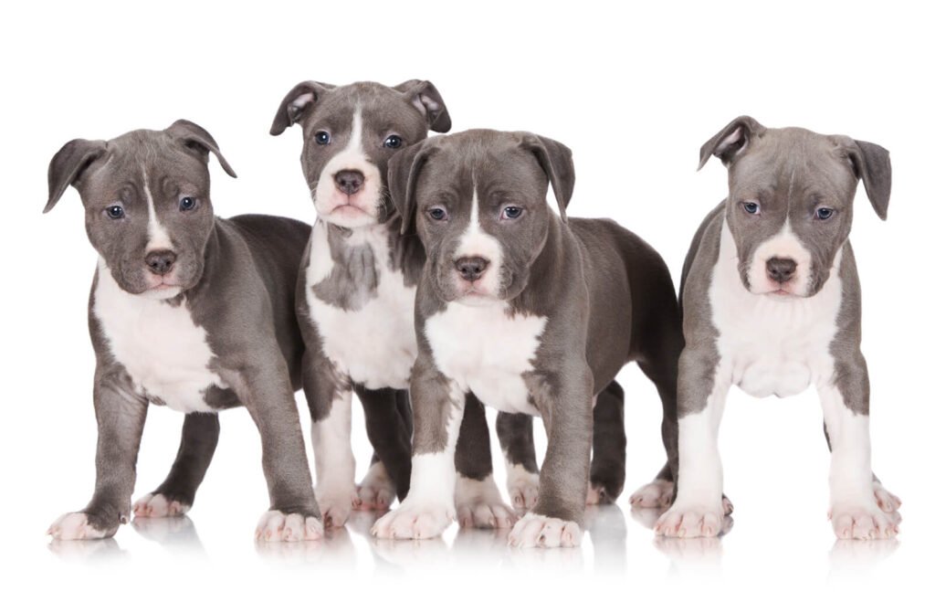 Blue Eyed Pitbull Puppy