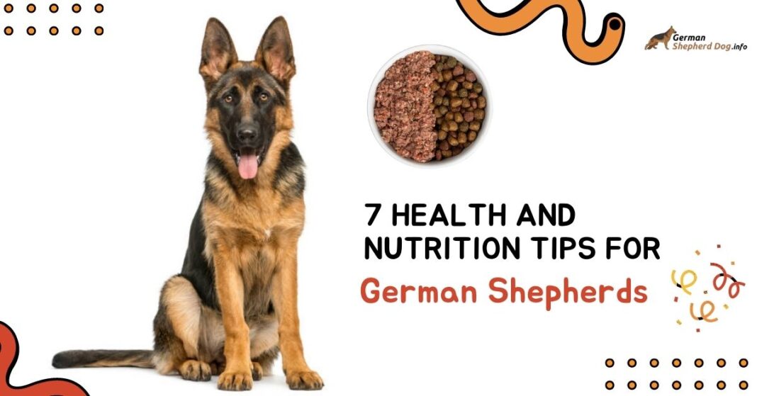 Nutrition Tips for German Shepherds