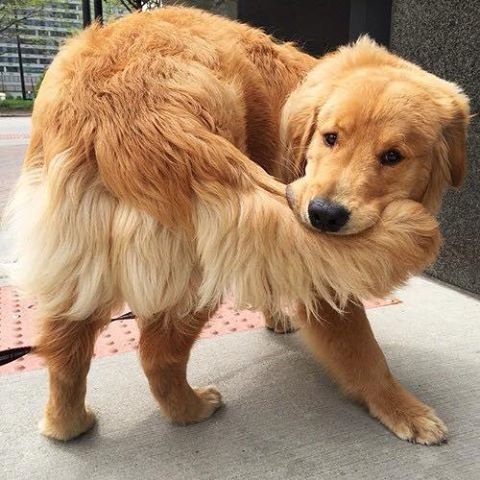 Golden Retriever from Fleas