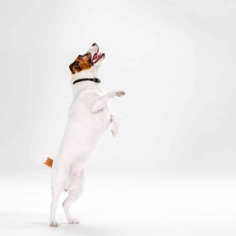 Dog Excitement