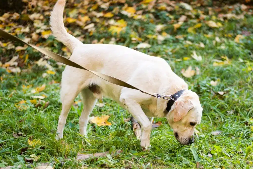 Dog Territorial marking