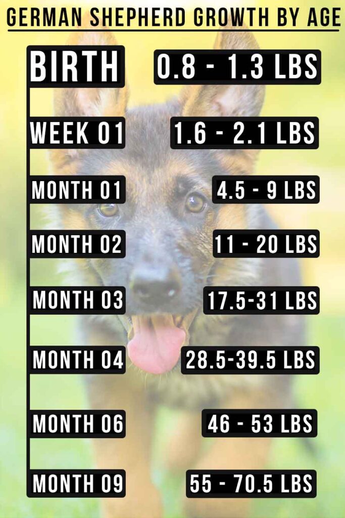 German Shepherd Size – Growth, Height And Weight