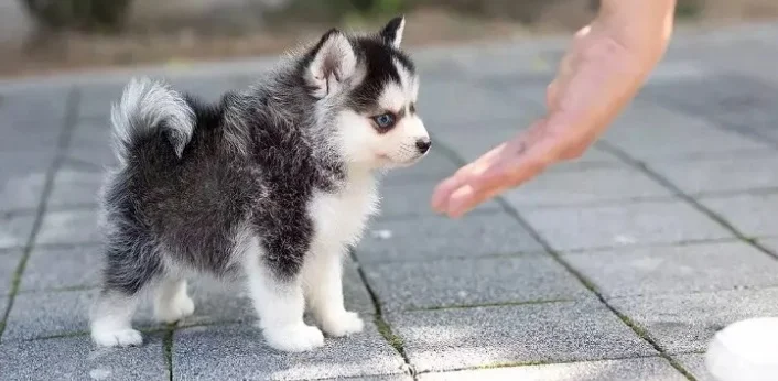 Teacup Pomsky Full Grown: Are They Really Teacup-Sized?