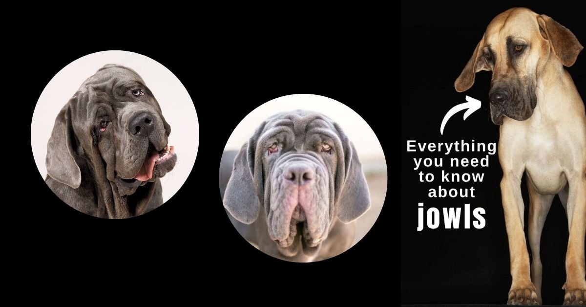 Dog Jowls Everything You Need to Know About Dog with Jowls