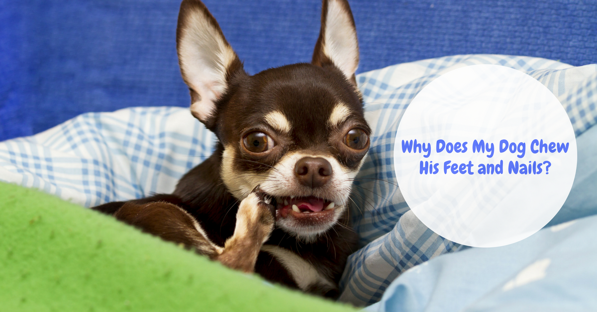 dog-chewing-on-leg-possible-reasons-and-remedies