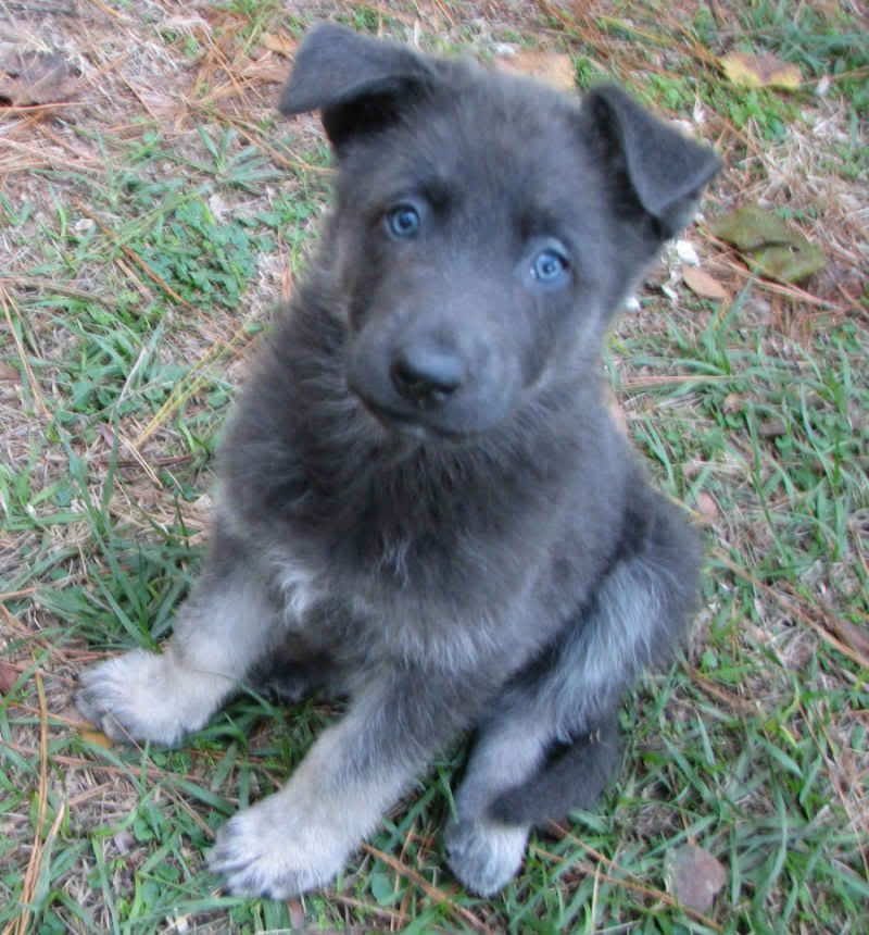 Blue German Shepherd with Blue Eyes