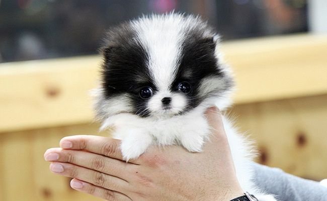 Teacup Pomsky Size