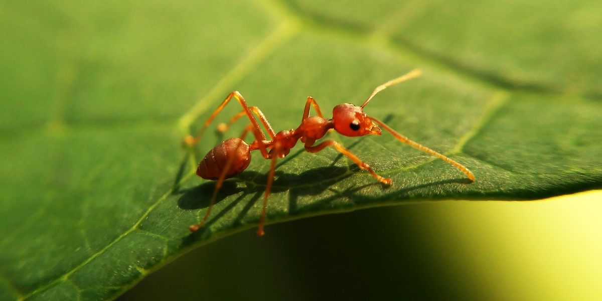 Red Ant Bite on Dog