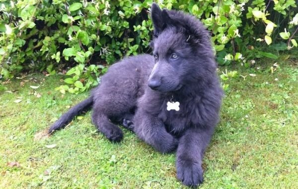 Blue German Shepherd