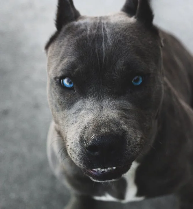 Blue Eyed Pitbull