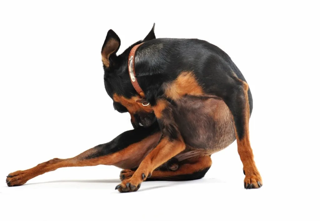 Dog Chewing on Leg