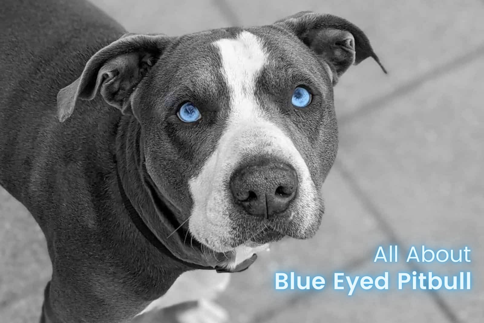 blue eyed Pitbull