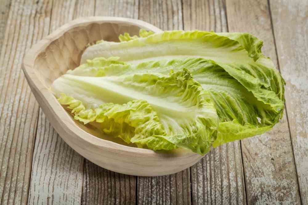 Can Dogs Eat Lettuce