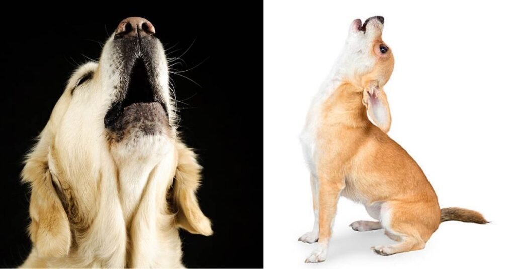 What's the Difference Between Dog Howling and Baying?