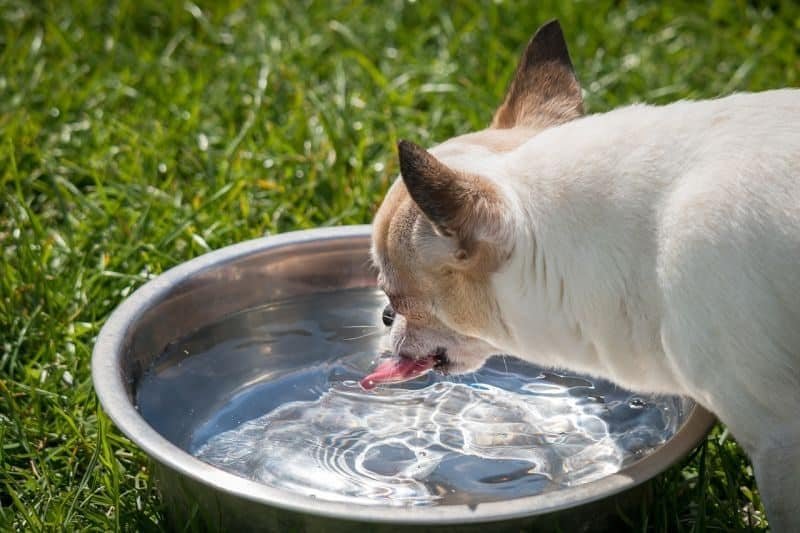 Dog into Drinking Water
