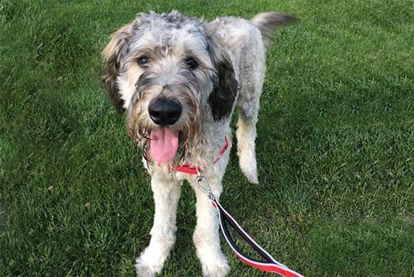 Poodle German Shepherd Mix