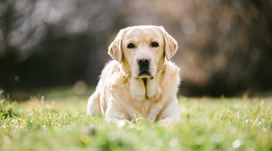 Long-Haired Labradors