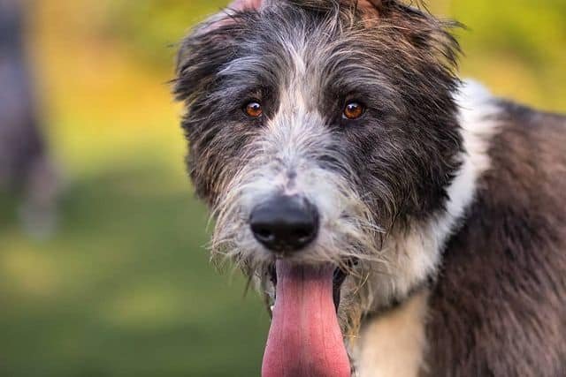 Poodle German Shepherd Mix