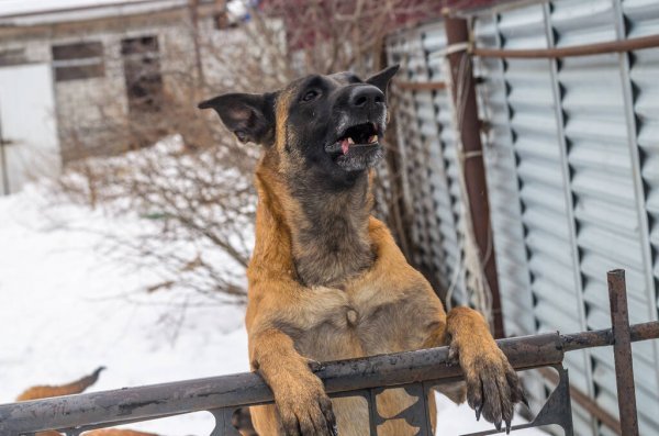 Dog Howling and Baying