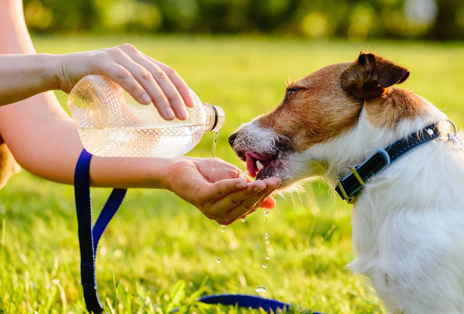 Dog into Drinking Water