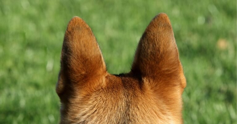 Dog Ear Positions Chart What Does The Dog Ear Position Mean 