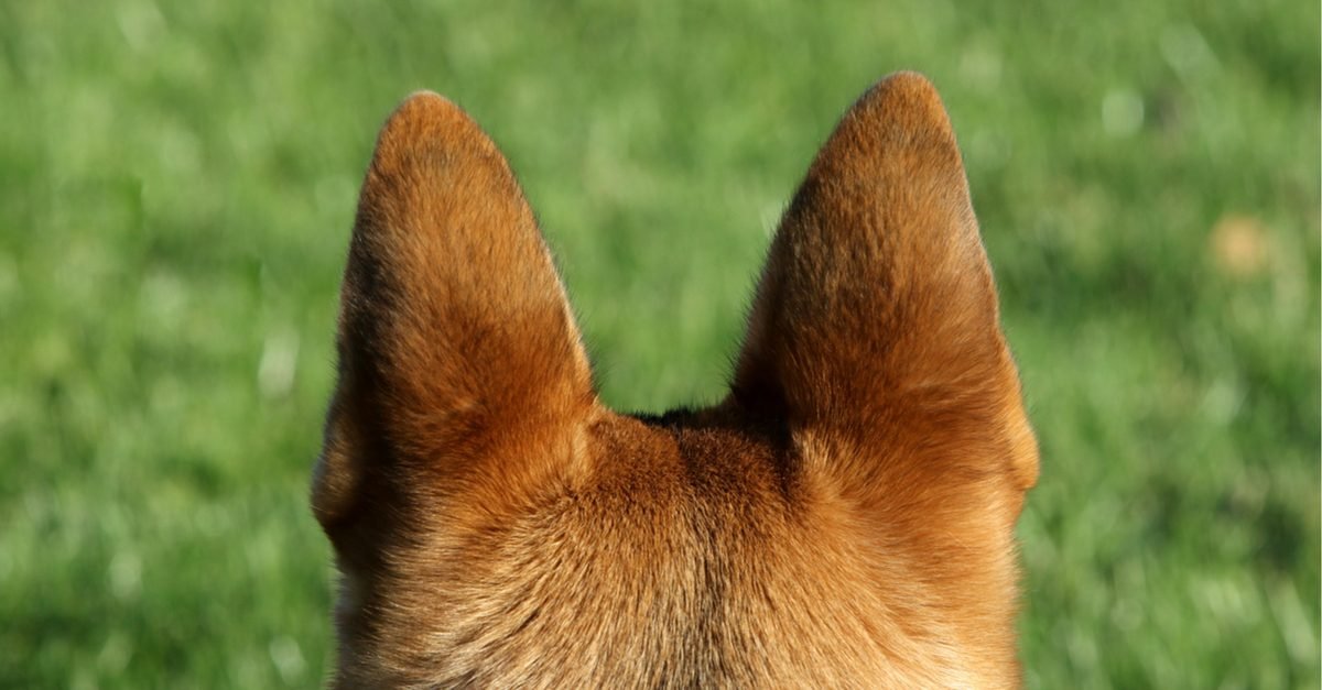 Dog Ear Positions Chart What does the dog ear position mean?