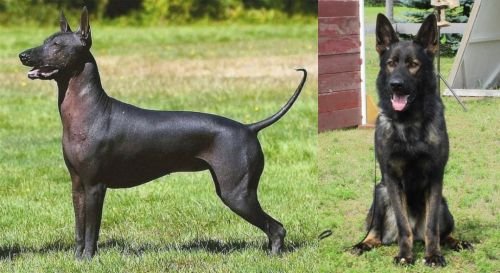 bald german shepherd