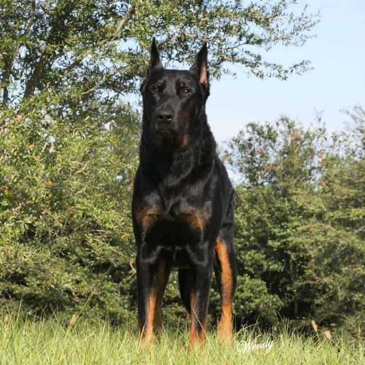 Doberman German Shepherd mix