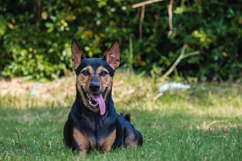 German Shepherd Doberman Mix Facts and Guide