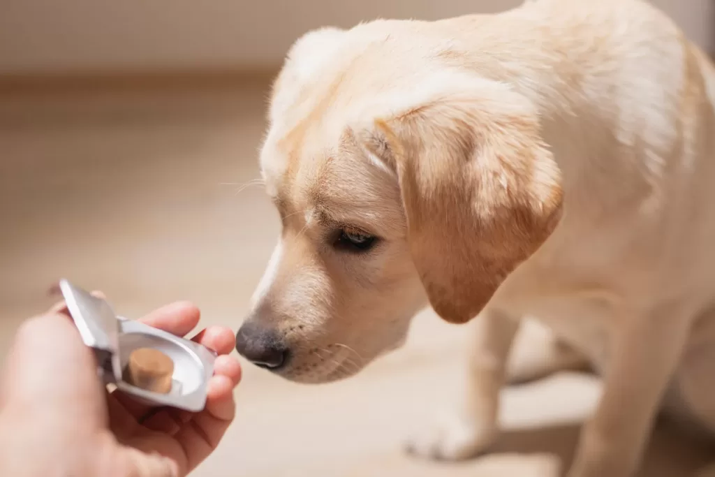 Benefits of Pet Supplements for Dogs