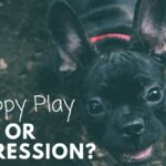 5 Simple Tricks to Stop Aggressive Puppy Biting
