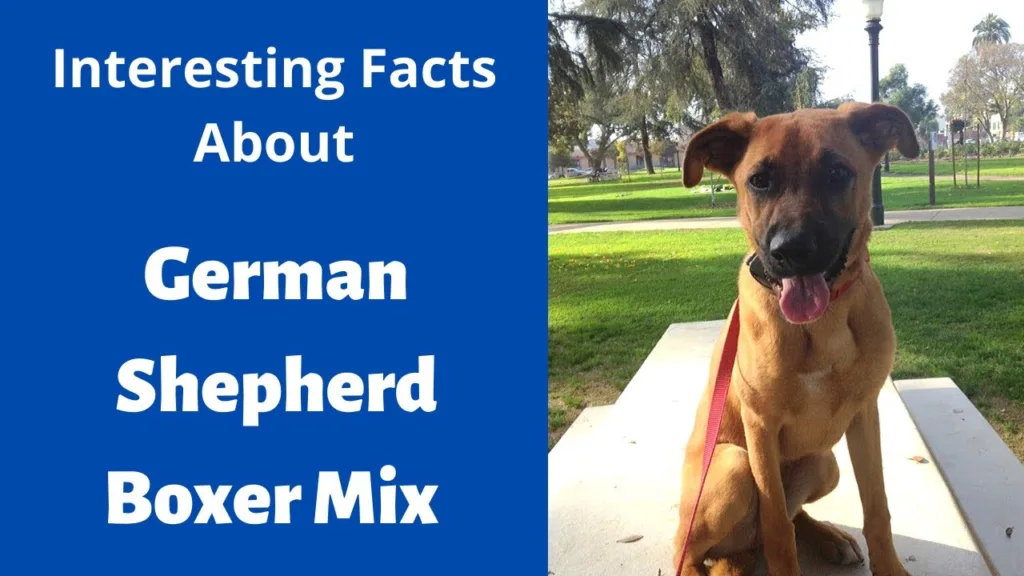 Boxer and German Shepherd Mix