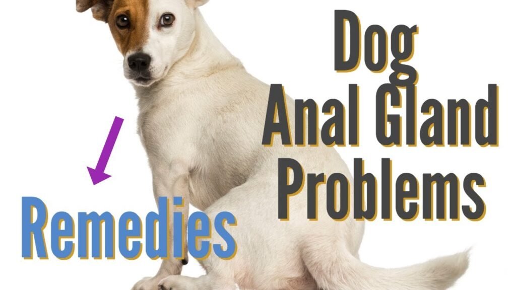 Dog Anal Gland Smell How To Get Rid Of Fishy Smell From Dog dog-anal-gland-smell-how-to-get-rid-of-fishy-smell-from-dog