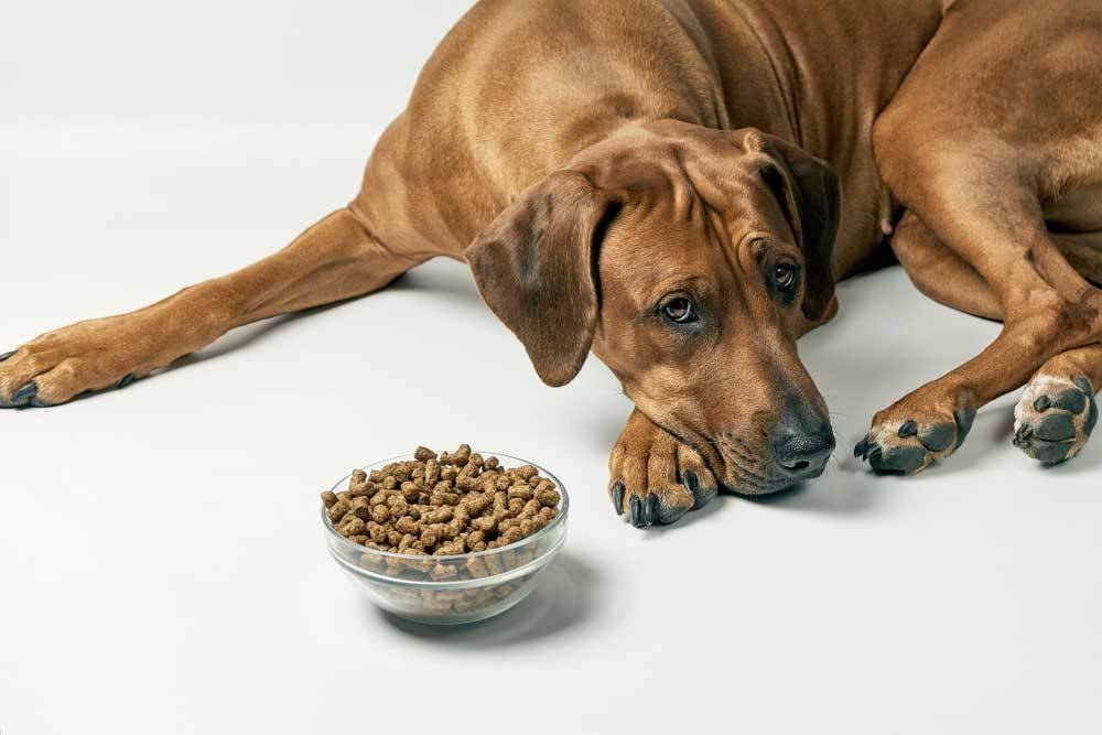 Why Is My Pregnant Dog Not Eating?