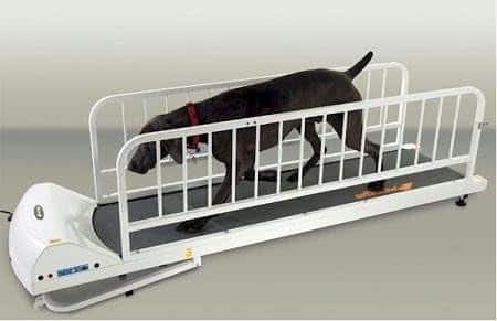 The Top 4 Dog Treadmills for Large Breeds: A Comprehensive Review for Pet Owners